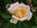 King's Macc rose photo