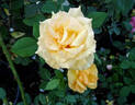 KORbasta rose photo