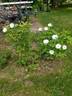 Mary Manners rose photo