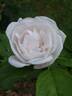 Mary Manners rose photo