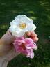 Mary Manners rose photo