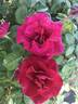 Brindabella Red Empress™ rose photo