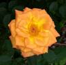 Sunrosa™ Orange Delight rose photo