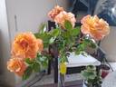 Westzeit rose photo