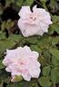 Minnie Belle rose photo