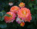 Hawaiian Delight rose photo