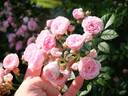 Regierungsrat Rottenberger rose photo