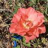Blessings rose photo