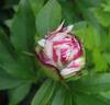Crazy Daisy peony photo