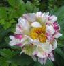 Crazy Daisy peony photo