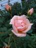 Gabriel Noyelle rose photo