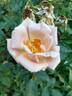 Gabriel Noyelle rose photo