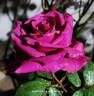 Shiun rose photo