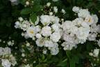 Anna-Maria de Montravel rose photo