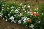 Anna-Maria de Montravel rose photo