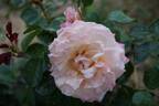 Engelsgesicht rose photo
