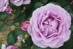 Terra Limburgia rose photo
