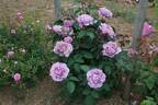 Terra Limburgia rose photo