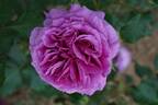 Scented Air rose photo