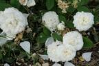 La Neige rose photo