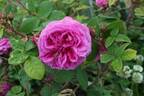 Louis Gimard rose photo