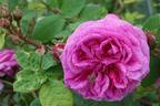 Louis Gimard rose photo