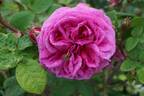 Louis Gimard rose photo