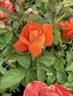 Fearless rose photo