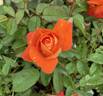 Fearless rose photo