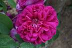 Rose du Roi à Fleurs Pourpres rose photo
