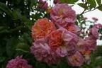 Ghislaine Feuerwerk rose photo