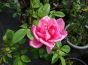 Madame Edouard Herriot rose photo