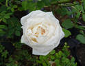 Madame J.-P. Soupert rose photo