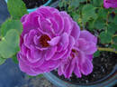 Magenta rose photo