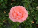 Maiden Voyage rose photo