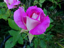 Margarete Fuchs rose photo