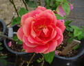 Maria Peral rose photo