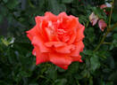 Marina ® rose photo