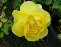 Mellow Yellow ™ rose photo