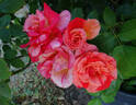 Michelangelo rose photo