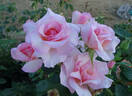 Michèle Meilland rose photo