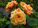 Milva rose photo
