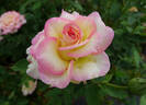 Mitsouko ® rose photo