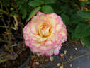 Mitsouko ® rose photo