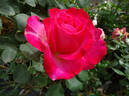 Mon Cheri ™ rose photo