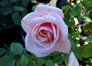 Mrs. Lovell Swisher rose photo