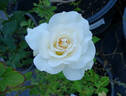Mount Hood rose photo