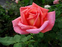 My Choice rose photo