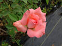 Norma Major rose photo