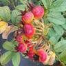Rotes Meer rose photo